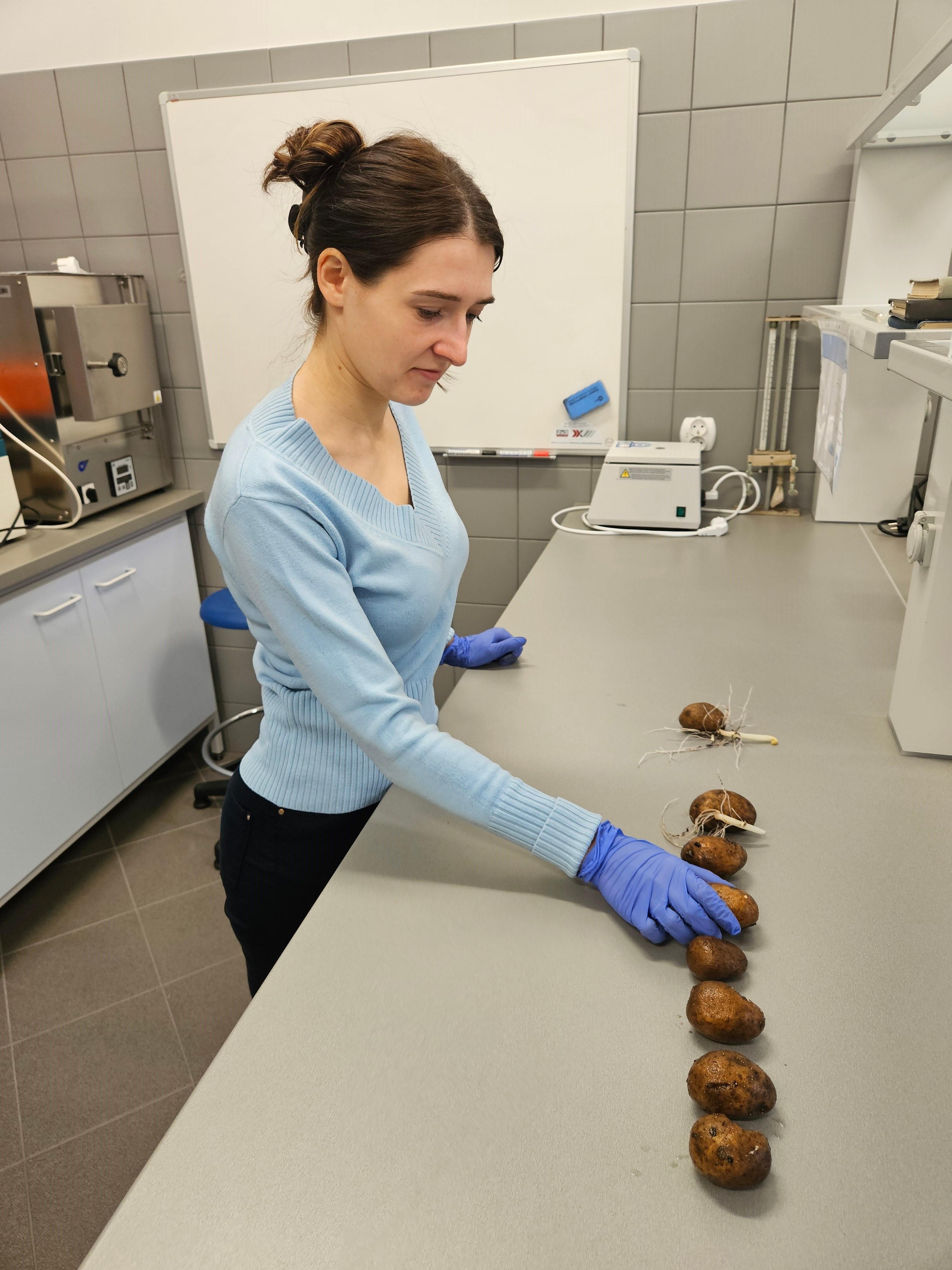 Nowe działanie komercyjne Instytutu Biologii: Badania kiełkowania  sadzeniaków ziemniaka