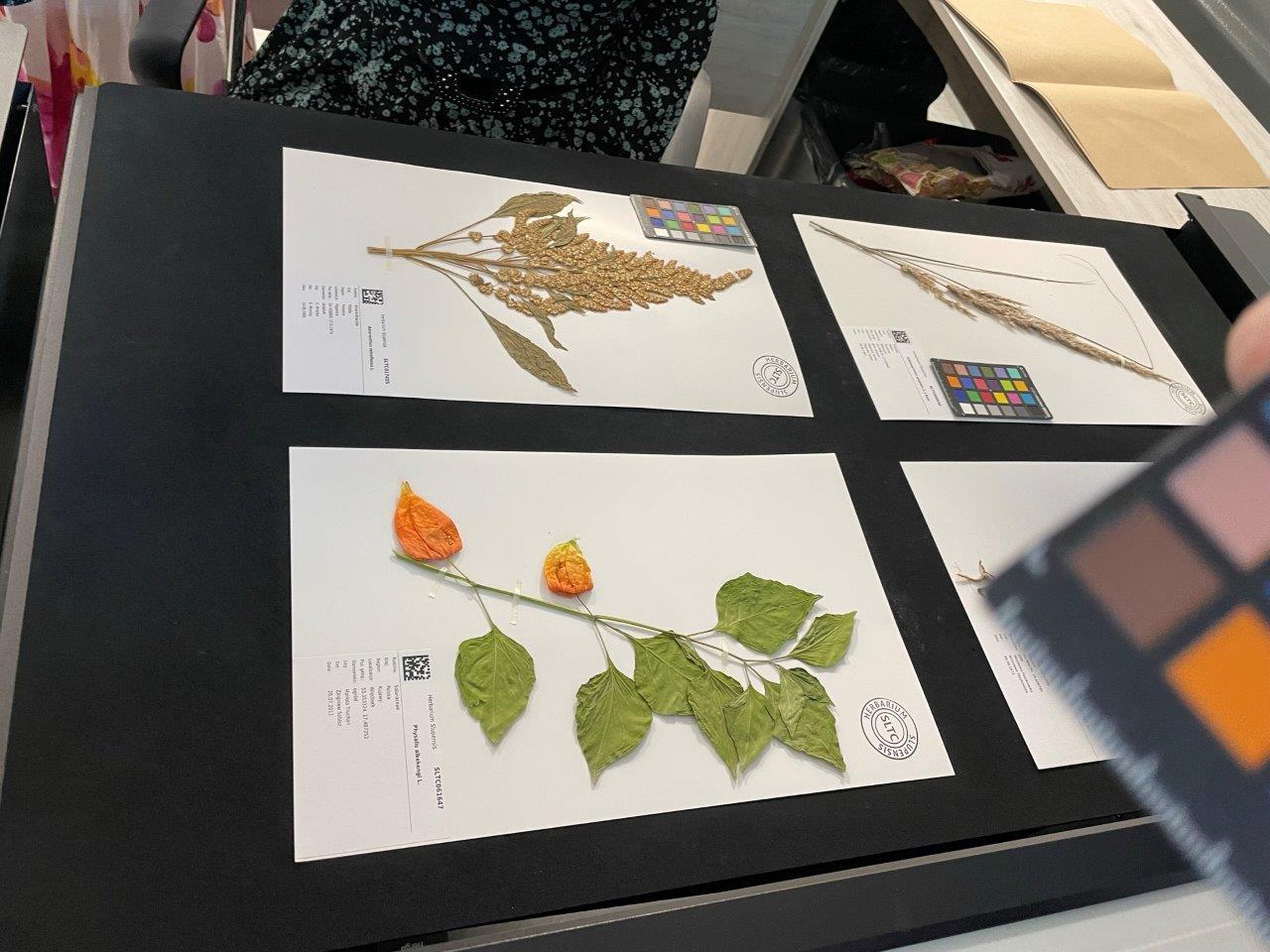 Słupskie Herbarium – roślinne archiwum cennym źródłem informacji o  florze Pomorza