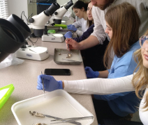 Warsztaty Entomologiczne – Anatomia Owadów